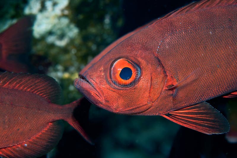 Crescent-tail bigeye