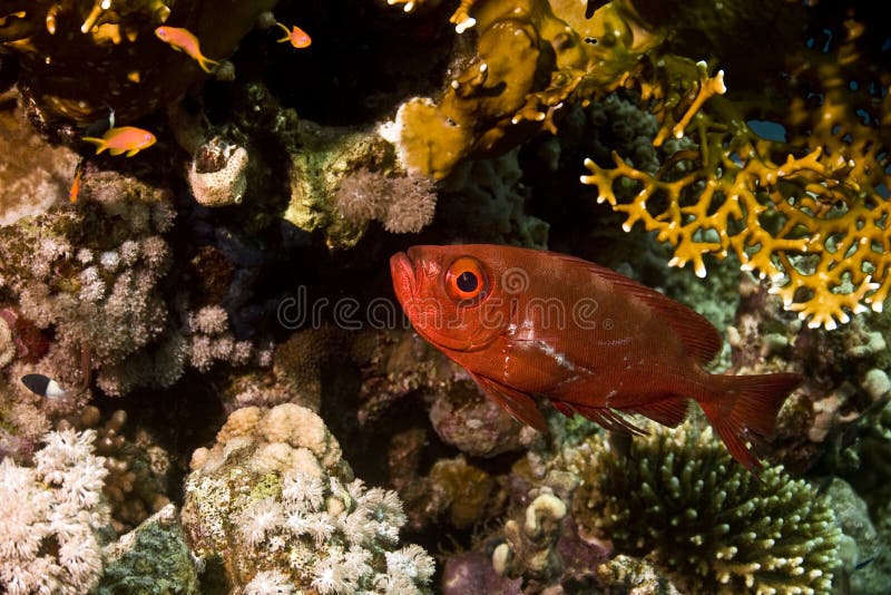 Crescent-tail bigeye (priacanthus hamrur)