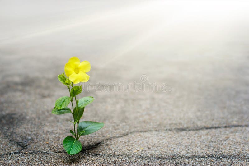 Crescimento de flor amarelo na rua da quebra, conceito da esperança