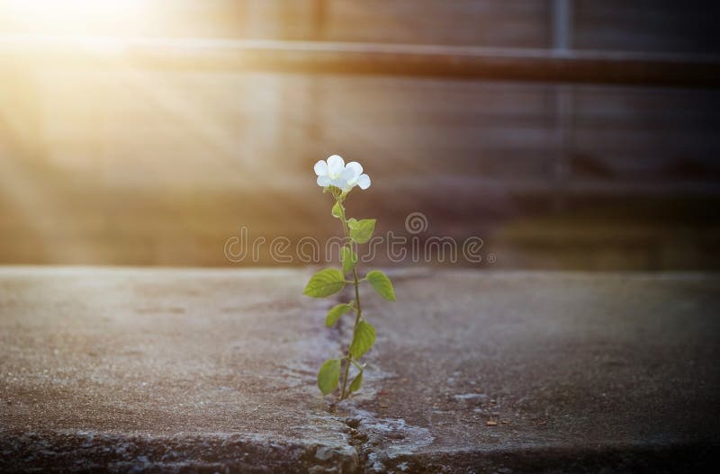 Crescimento de flor branca na rua da quebra no raio de sol