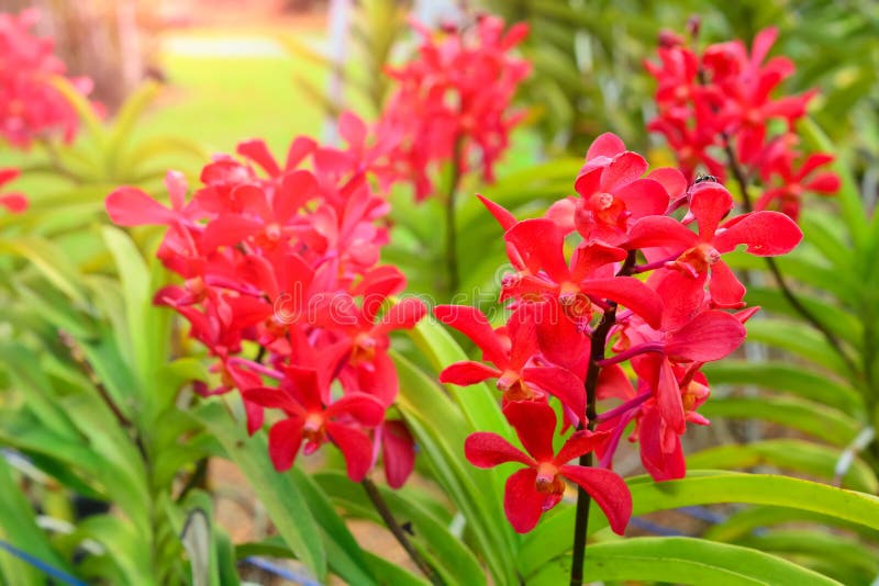 Crescimento de flor vermelho bonito da orquídea no jardim imagens de stock Crescimento de flor vermelho bonito da orquídea no jardim imagens de stock
