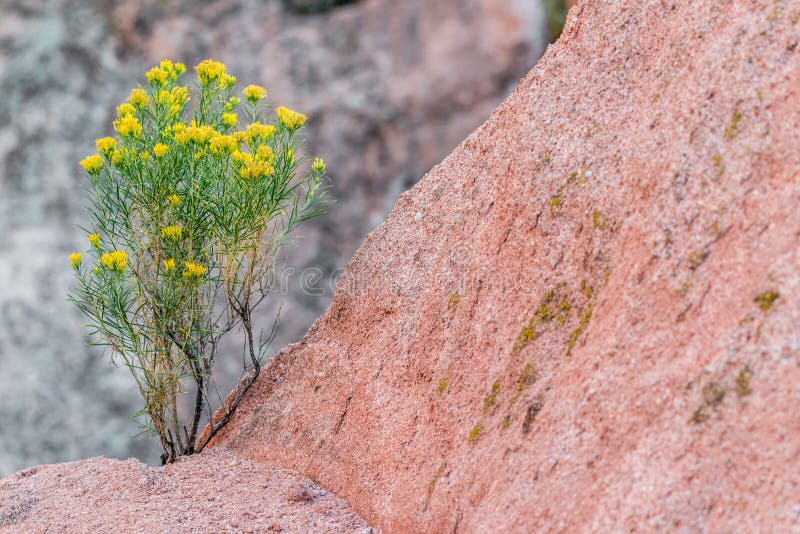 Crescimento de flores do deserto na rocha da montanha fotografia de stock Crescimento de flores do deserto na rocha da montanha fotografia de stock