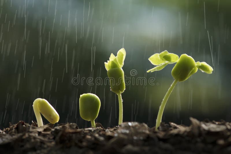 Crescimento de plantas da semente com chover foto de stock royalty free Crescimento de plantas da semente com chover foto de stock royalty free