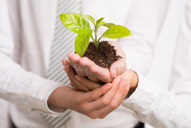 Cropped image of businesspeople holding together fresh green sprout as a sign of the business development on the foreground. Cropped image of businesspeople holding together fresh green sprout as a sign of the business development on the foreground