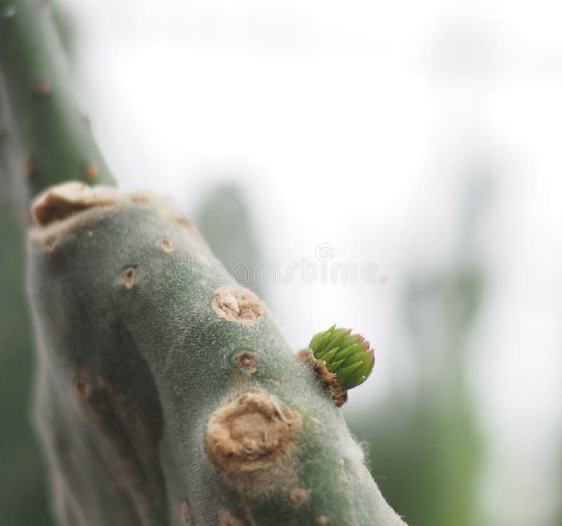 Crescimento novo no cacto na estufa imagens de stock Crescimento novo no cacto na estufa imagens de stock