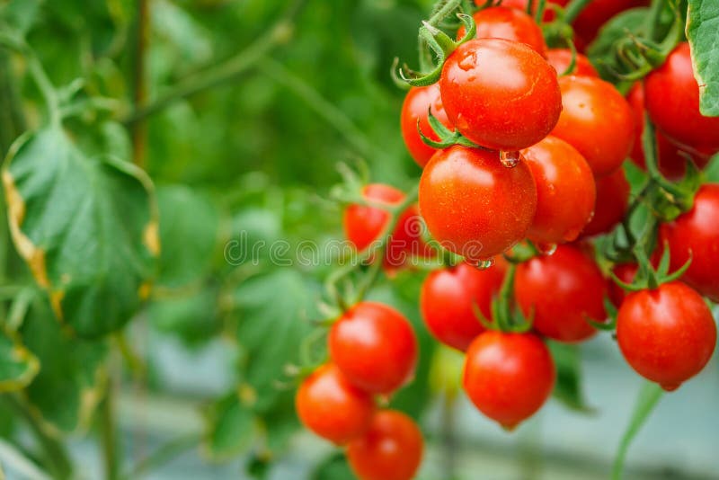 Crescita della pianta di pomodori nel giardino organico della serra pronto a raccogliere immagine stock Crescita della pianta di pomodori nel giardino organico della serra pronto a raccogliere immagine stock