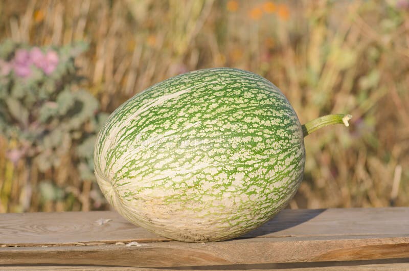 Crescita di ficifolia del Cucurbita immagine stock Crescita di ficifolia del Cucurbita immagine stock