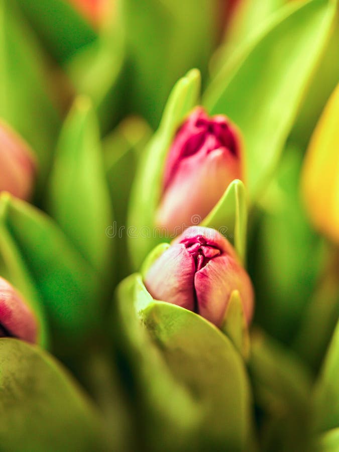 Crescita variopinta dei fiori dei tulipani del primo piano in molla fresca a luce solare calda di festa nell'azienda agricola immagini stock Crescita variopinta dei fiori dei tulipani del primo piano in molla fresca a luce solare calda di festa nell'azienda agricola immagini stock
