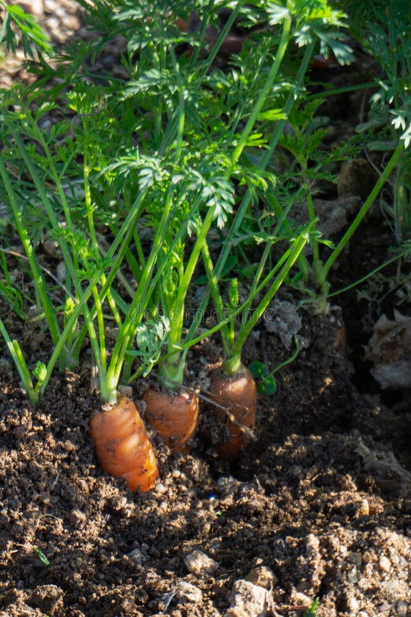 Crescono nel suolo le carote e i tappi di carota fotografie stock libere da diritti Crescono nel suolo le carote e i tappi di carota fotografie stock libere da diritti