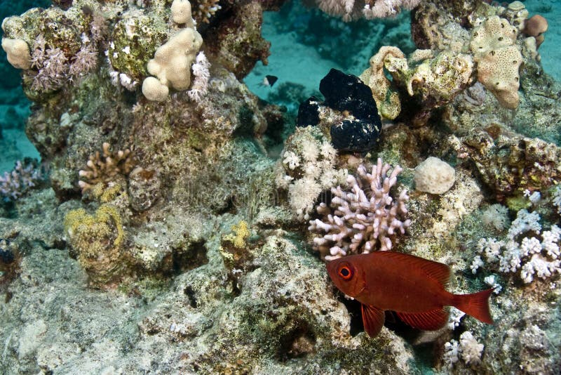 Cresent-tail bigeye (Priacanthus hamrur)