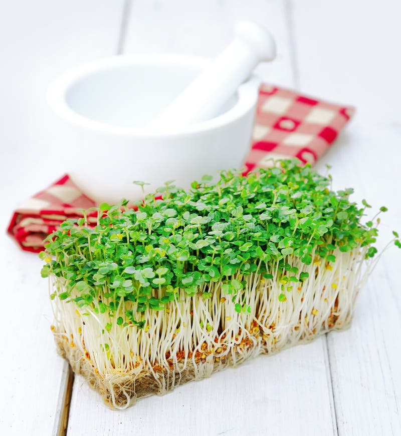 cress hindus fotografia royalty free cress hindus fotografia royalty free