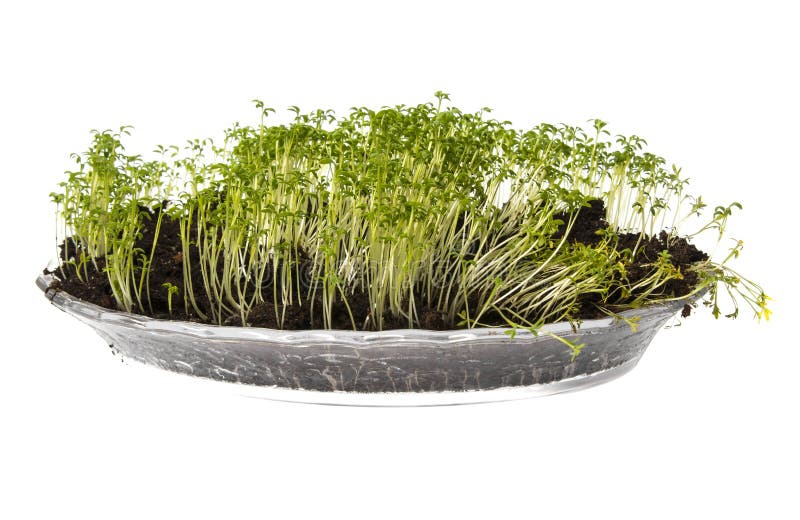 Cress sprouts Lepidium sativum stock photos Cress sprouts Lepidium sativum stock photos