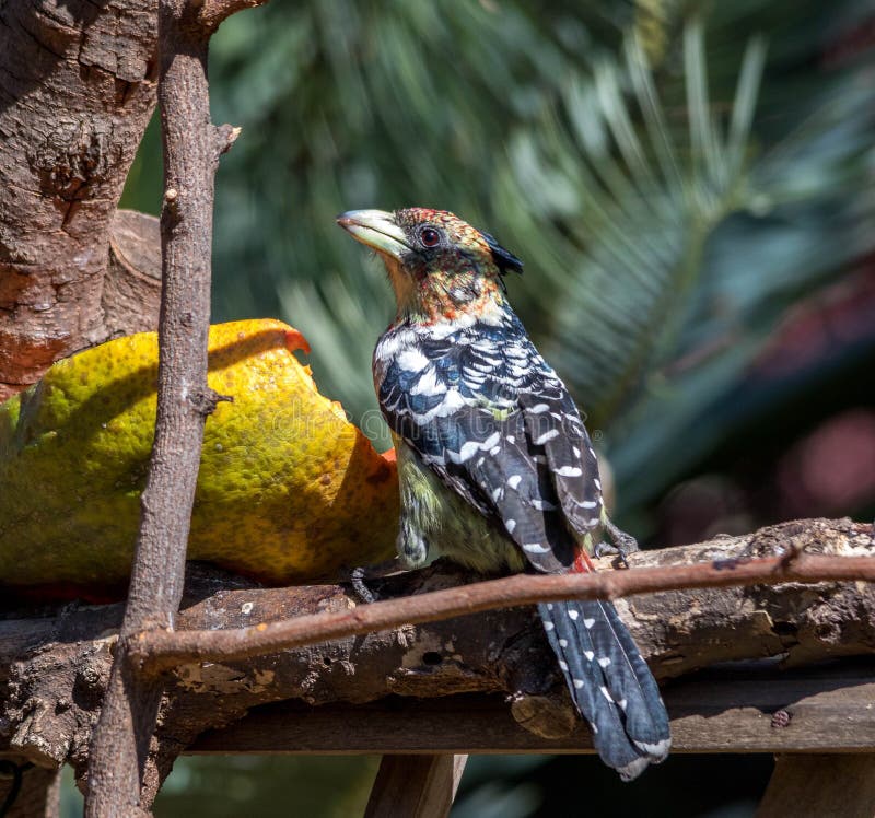 Aves en tuyo jardín durante19 epidemia es un actividad, permanecer permanecer seguro.