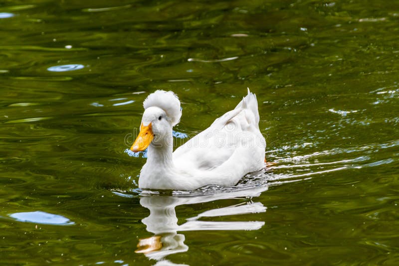 Crested Duck swiming on a pond. Birds of Prey Centre, Coledale, Alberta, Canada