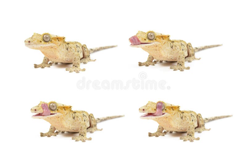 crested gecko toy