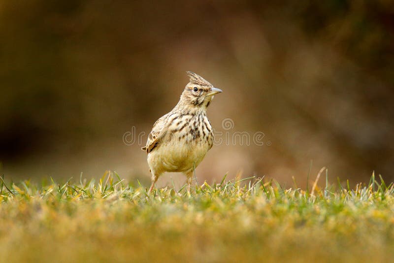 Crested Lark, Galerida cristata, in the grass on the meadow. Bird in the nature habitat, Czech Republic. Samll grey brown bird