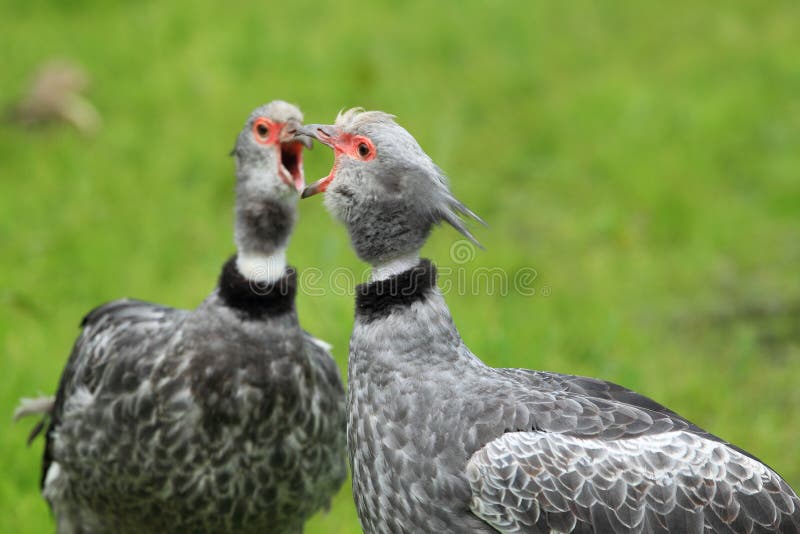 Crested screamer