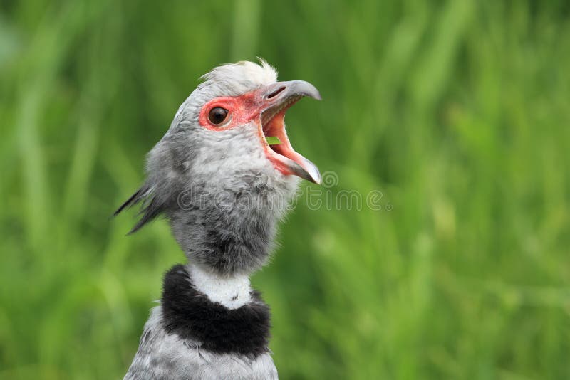 Crested screamer