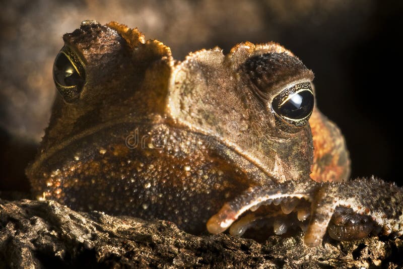 Crested toad wild animal close up big eyes