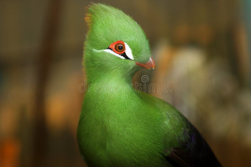 Crested Turaco