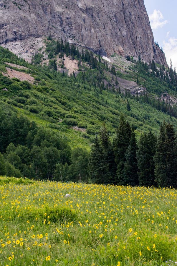 Crested ландшафт и wildflowers горы Колорадо butte стоковое изображение rf Crested ландшафт и wildflowers горы Колорадо butte стоковое изображение rf