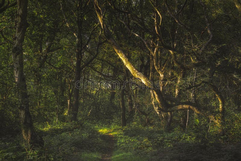 Creswells Piece Vibrant grön moody, etheral UK-skogsträd och bladverk