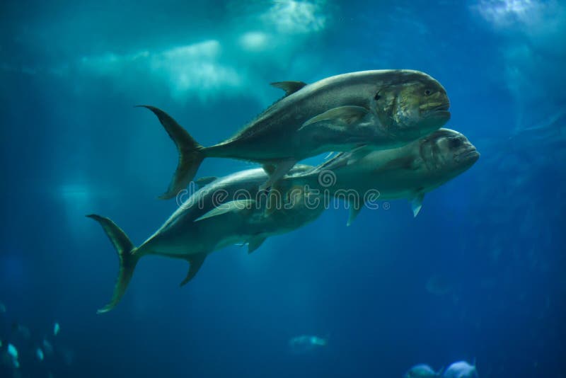 Crevalle Jack Caranx Hippos Stock Photo Image of common, natural