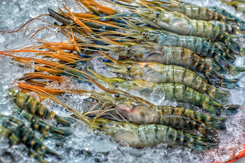 Crevettes roses de tigre photographie stock Crevettes roses de tigre photographie stock
