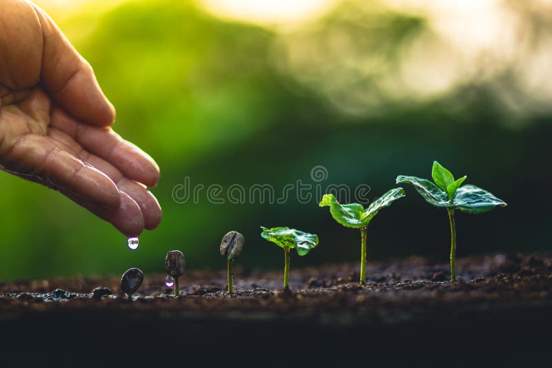Crezca el cuidado de la mano del cafeto de la planta de los granos de café y el riego de los árboles que igualan la luz en natura foto de archivo Crezca el cuidado de la mano del cafeto de la planta de los granos de café y el riego de los árboles que igualan la luz en natura foto de archivo