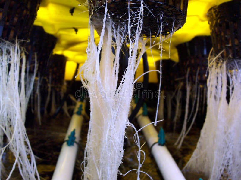 This picture shows a very odd looking web of extremely fertile hydroponic roots comming from the bottom of their pots down into the hydroponic nutrient solution. The black tubes are feeder lines that supply the plant with the proper nutrition. Here you can see the bottom of the grow pots, web baskets, net baskets. They have holes in them for the roots to grow out of. This picture shows a very odd looking web of extremely fertile hydroponic roots comming from the bottom of their pots down into the hydroponic nutrient solution. The black tubes are feeder lines that supply the plant with the proper nutrition. Here you can see the bottom of the grow pots, web baskets, net baskets. They have holes in them for the roots to grow out of.