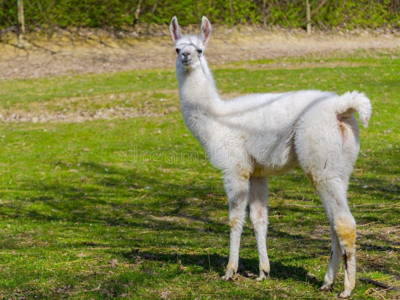 Cria blanco de la llama foto de archivo. Imagen de retrato 73105356