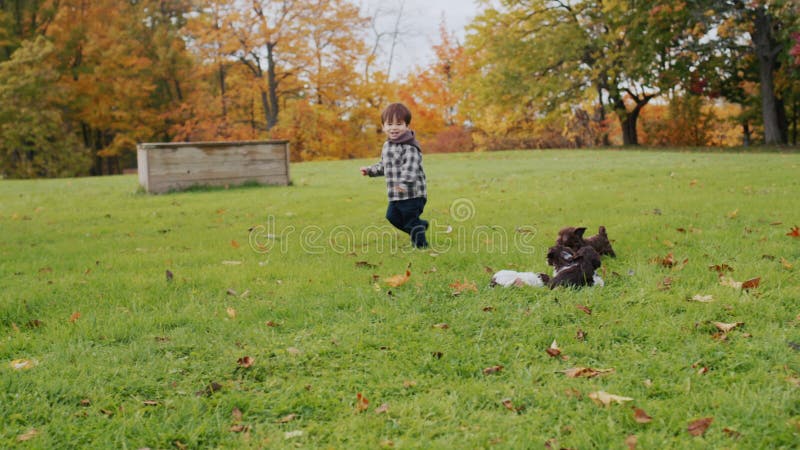 Criança asiática alegre brincando com cachorros num gramado verde