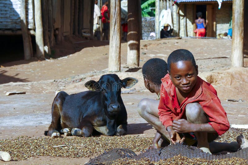 Crianças e vaca africanas pobres de trabalho imagens de stock royalty free Crianças e vaca africanas pobres de trabalho imagens de stock royalty free