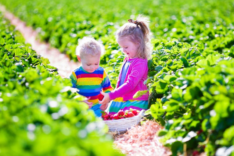 Crianças que escolhem a morango fresca em uma exploração agrícola foto de stock Crianças que escolhem a morango fresca em uma exploração agrícola foto de stock