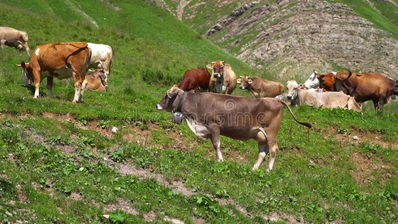 Criar vacas en la hierba de las montañas almacen de metraje de vídeo