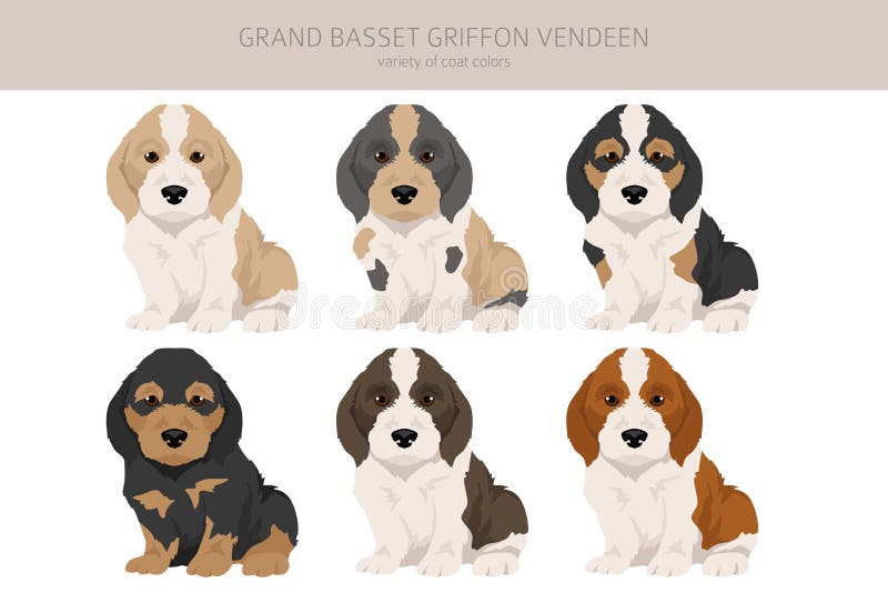 Grand basset griffon vendeen puppy clipart. Different poses, coat colors set. Vector illustration. Grand basset griffon vendeen puppy clipart. Different poses, coat colors set. Vector illustration