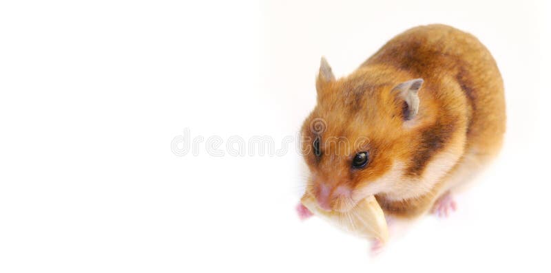 Criceto fotografie stock libere da diritti