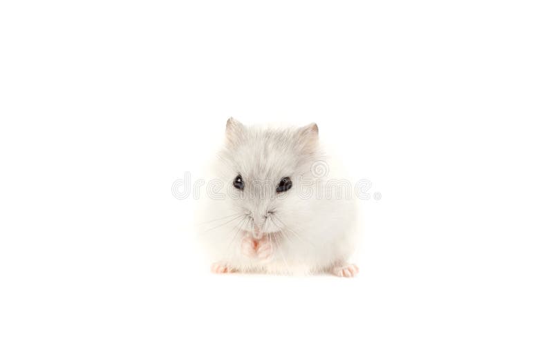 Criceto fotografie stock libere da diritti Criceto fotografie stock libere da diritti