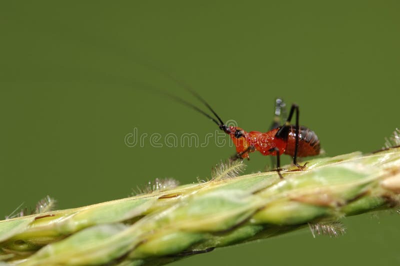 Cricket stock image. Image of insect, wildlife, 180mm 4113889