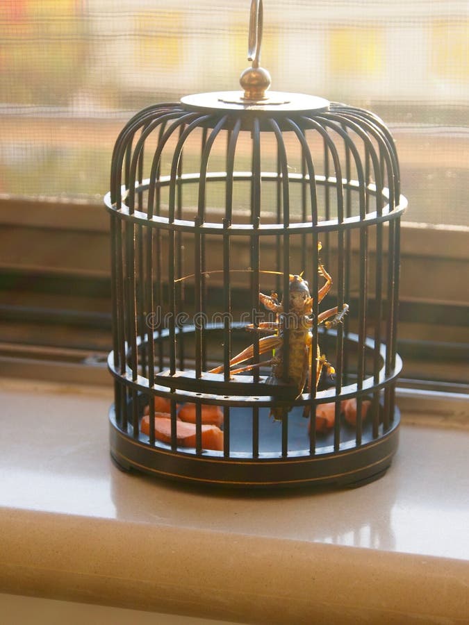 Cricket in cage stock image. Image of hexapod, china 61548039