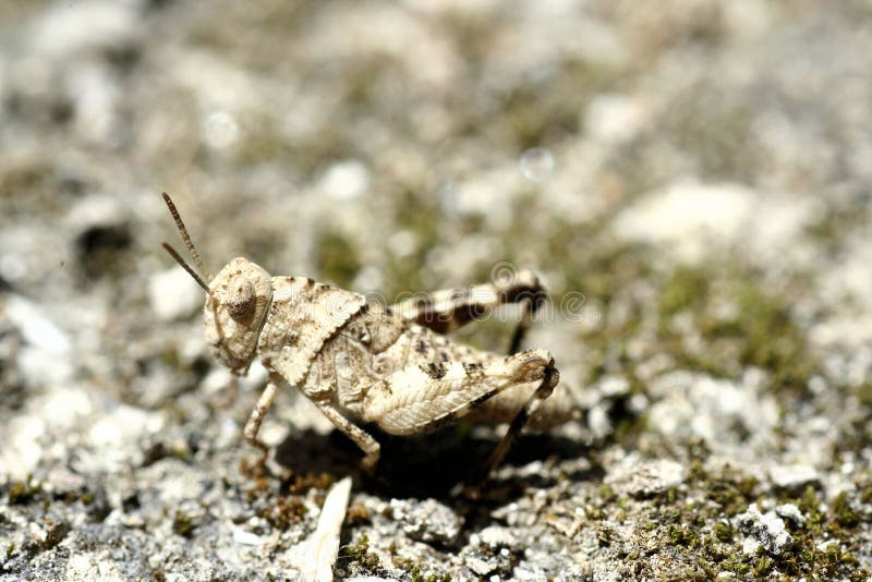 Cricket Camouflaging Stock Photos Free & RoyaltyFree Stock Photos
