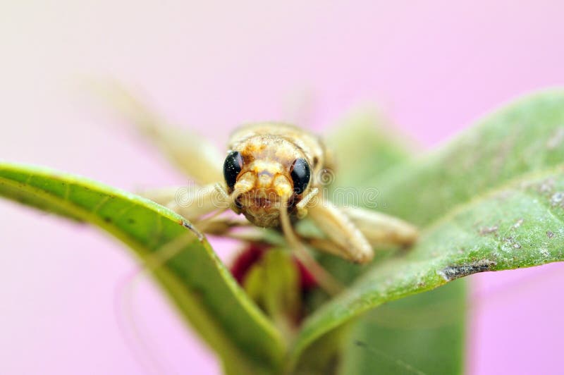 Cricket closeup stock photo. Image of leaves, detail 12271874