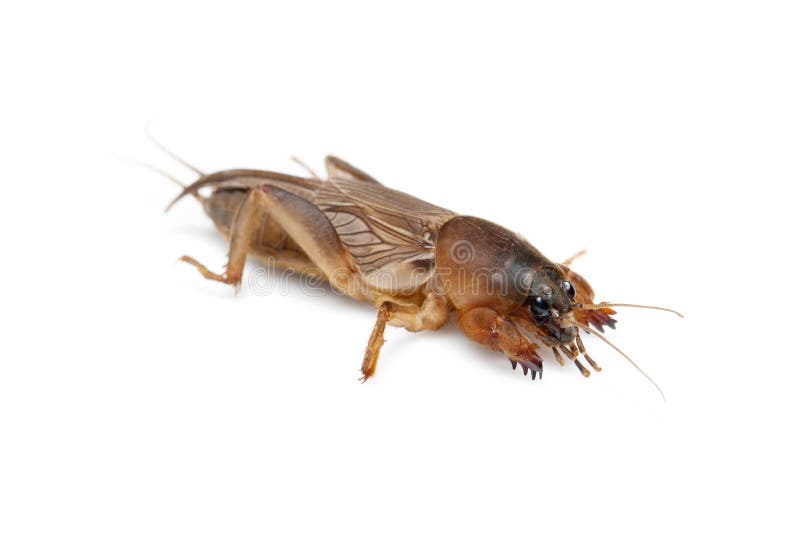 Cricket de taupe image stock Cricket de taupe image stock
