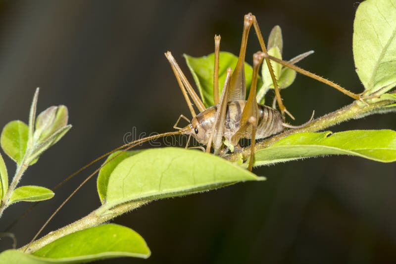 Cricket del cammello su una pianta fotografia stock libera da diritti Cricket del cammello su una pianta fotografia stock libera da diritti