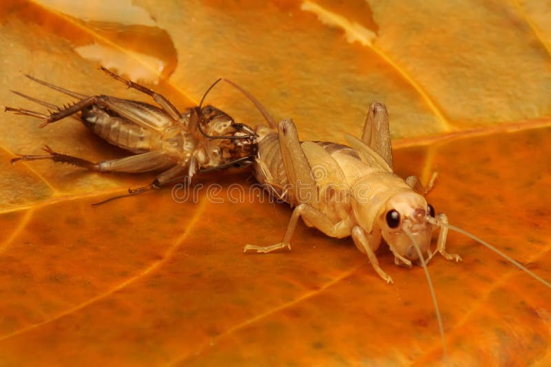 A Cricket is Going through the Process of Molting. Stock Photo Image