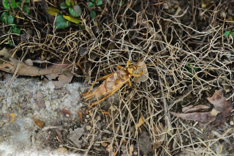 Cricket stock photo Cricket stock photo