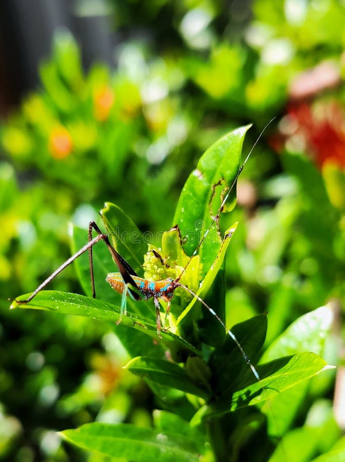 16,372 Cricket Insect Stock Photos Free & RoyaltyFree Stock Photos