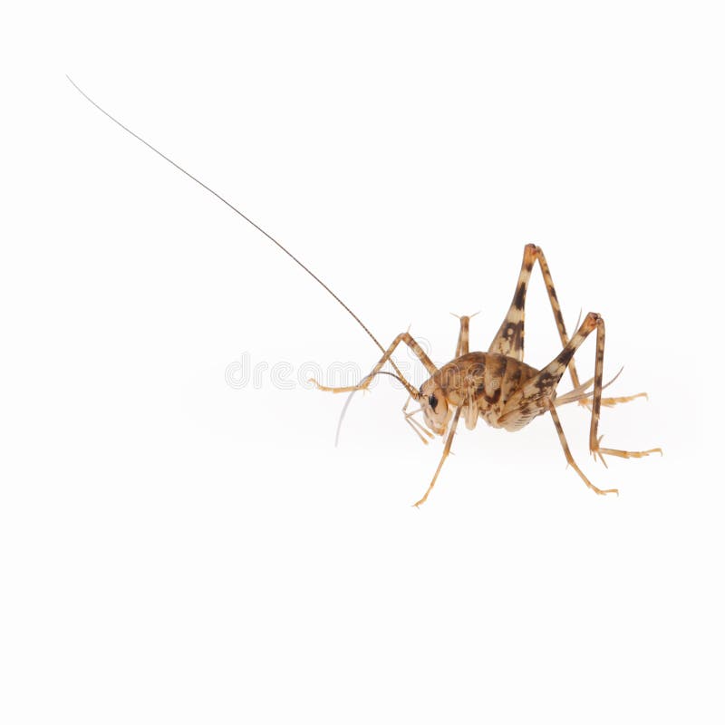 Cricket spider,it is characterized in part by long antennae and legs. Cricket spider,it is characterized in part by long antennae and legs