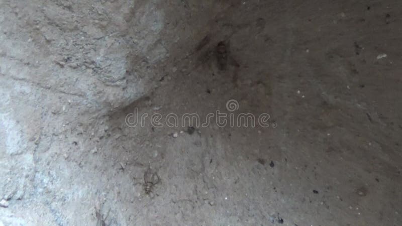 Crickets are in the cave stock footage. Video of pests - 198799050