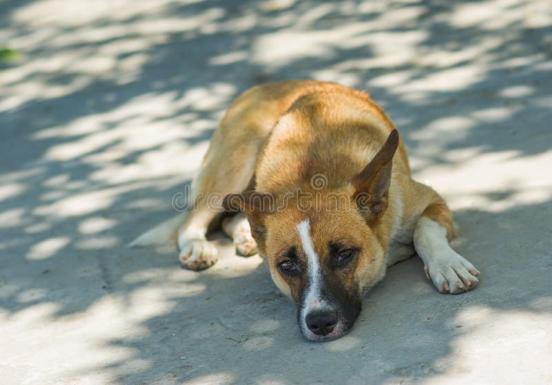 Crimean dog lying under tree shadow